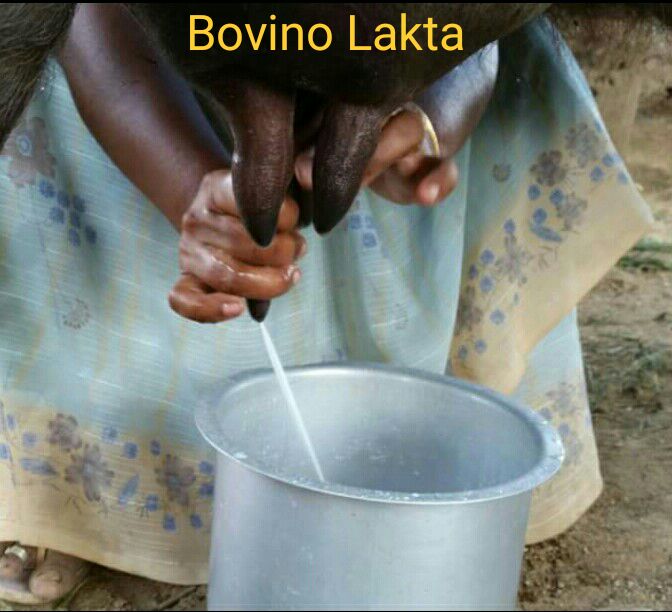 BOVINO Caption