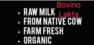 BOVINO Caption