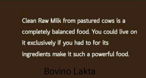 BOVINO Caption