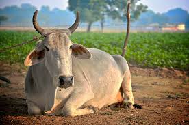 Native Indian Cows